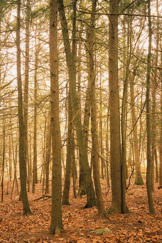 Picture (683x1024, 399.3Kb)